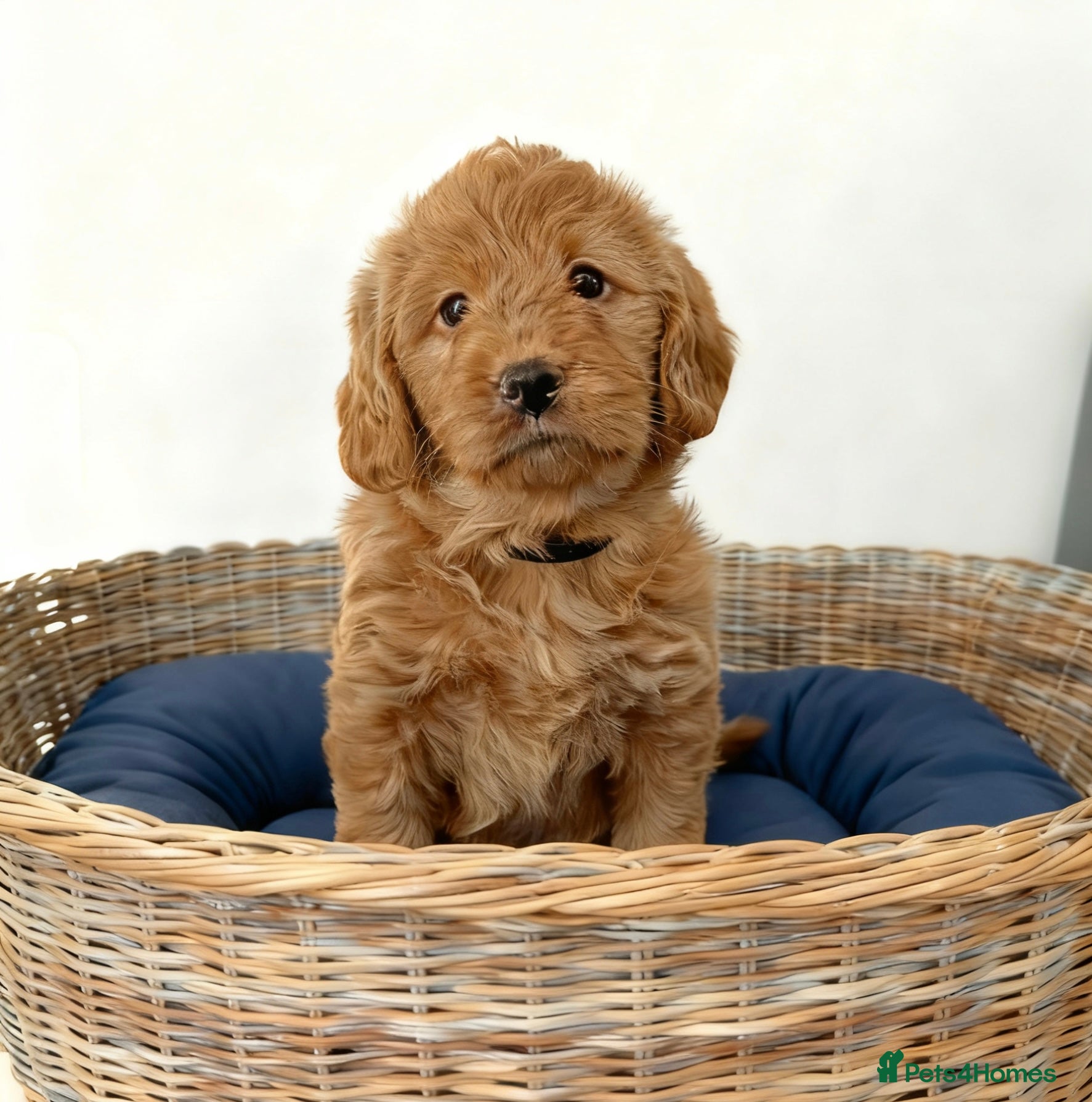 Labradoodle dogs Fully Health Tested F1 Miniature Labradoodles  - Advert 9