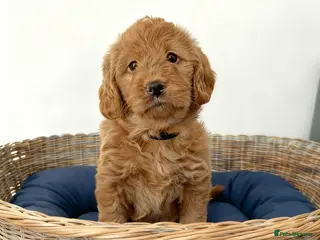 Labradoodle dogs Fully Health Tested F1 Miniature Labradoodles - Advert 9