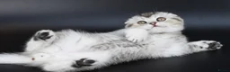 Scottish Fold cats for sale: LICENSED CATTERY PURE BREED TOP QUALITY KITTENS - Advert 19