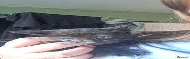 Mixed Breed Kitten 2
