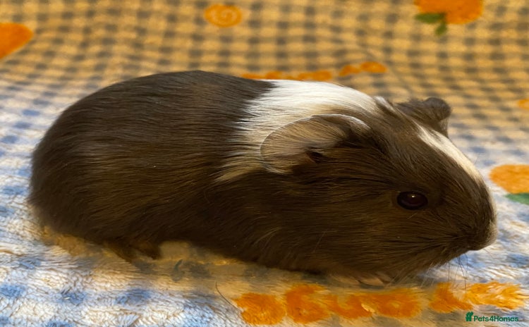 Guinea Pig rodents Gorgeous baby Guinea pigs - Advert 15