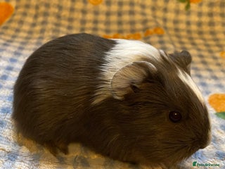 Guinea Pig rodents Gorgeous baby Guinea pigs - Advert 11