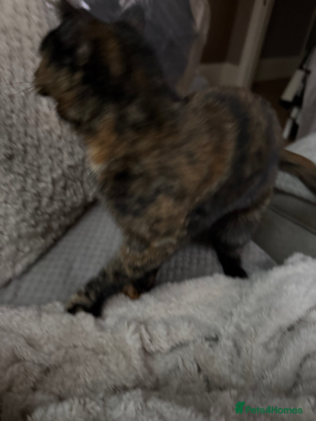 Domestic Shorthair cats for sale: Beautiful Bea  - Advert 4