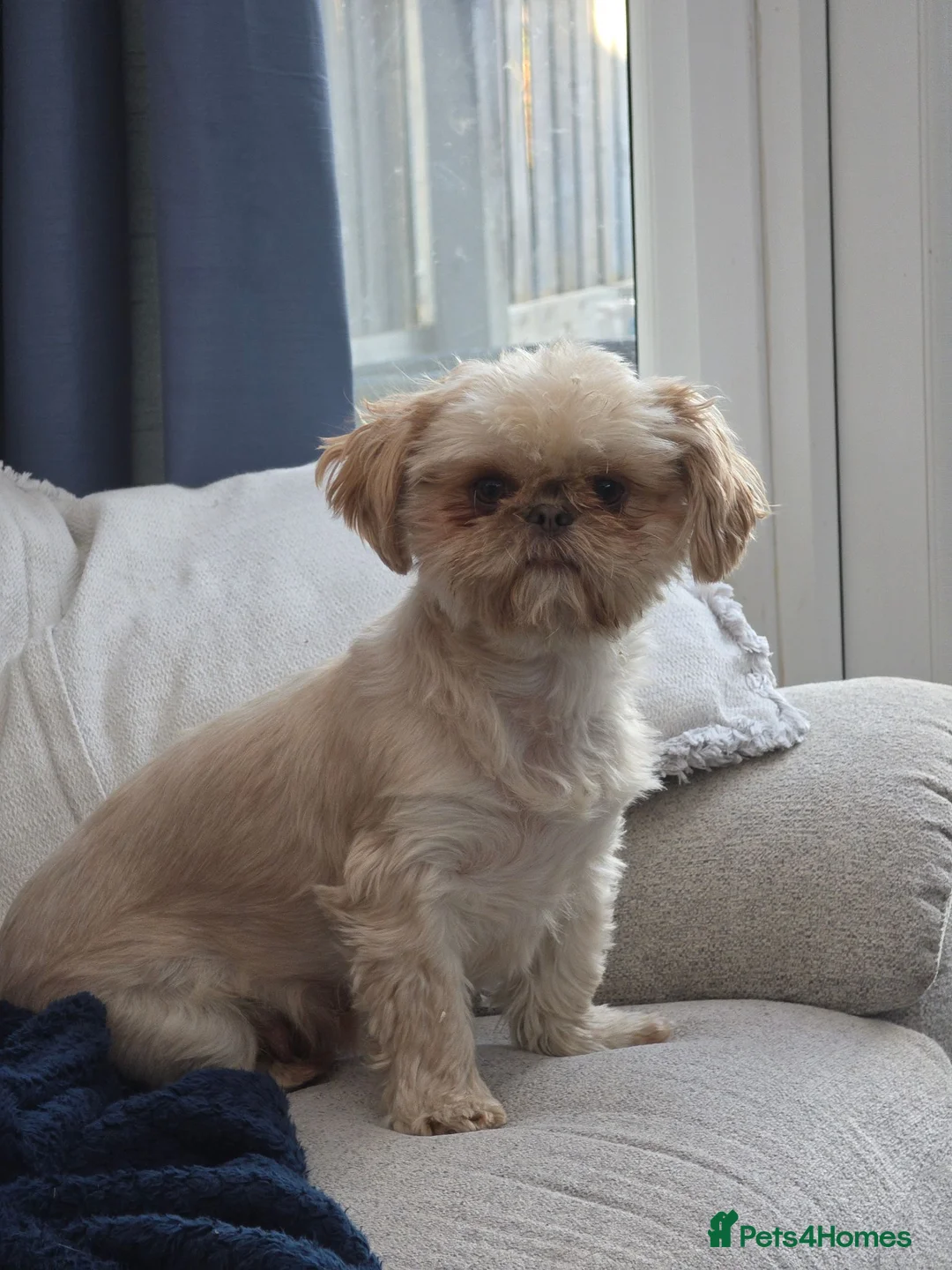 Shih Tzu dogs for sale: Shihtzu pups Beautiful colours & imperial sizes 🐾 - Advert 2