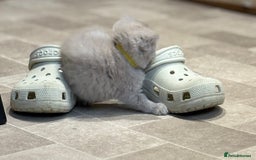 British Shorthair cats for sale: British Shorthair Kittens - Image 13