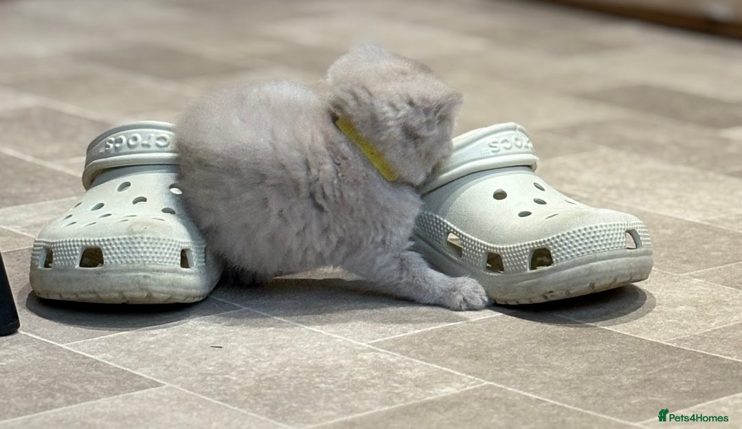 British Shorthair cats for sale: British Shorthair Kittens - Image 13