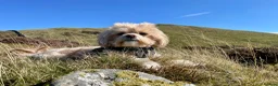 Maltipoo dogs for stud: Stud  - Advert 5