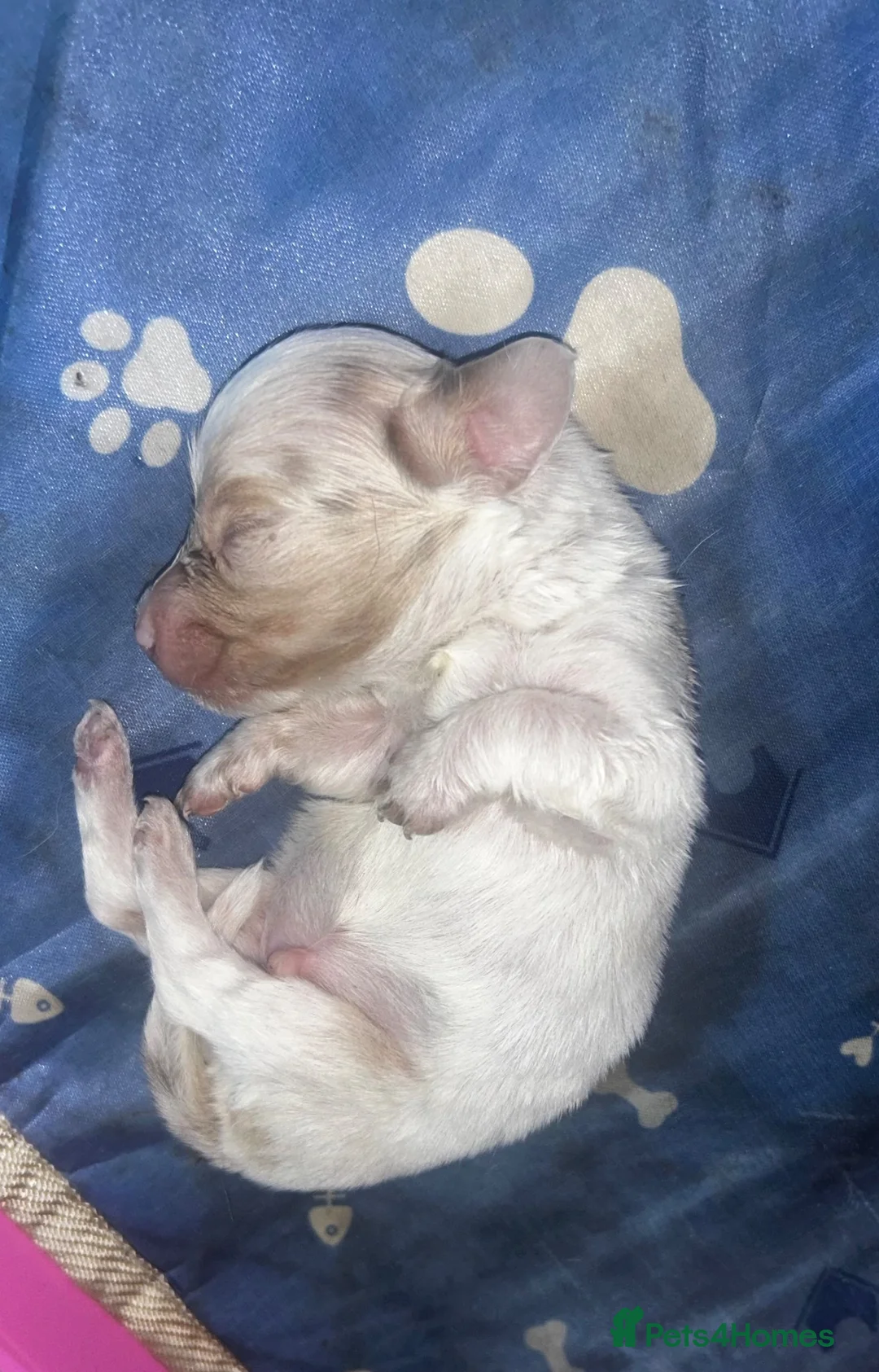 Miniature Dachshund dogs for sale: Cream dapple Miniature dachshund - Advert 2