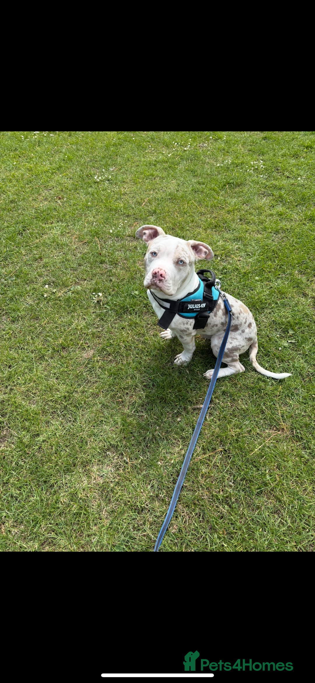 American Bully dogs for sale: Pocket bully champagne white rare colours - Advert 4