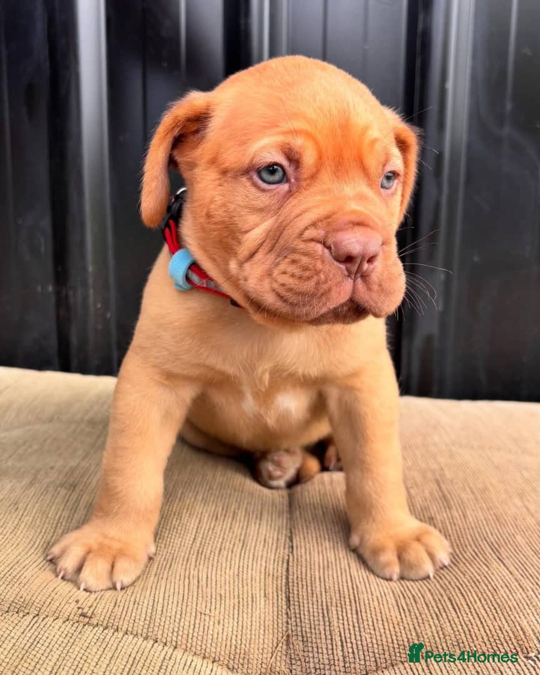 Dogue De Bordeaux dogs for sale: Majestic Dogue de Bordeaux Puppies for Rehom🐾👑 - Advert 18
