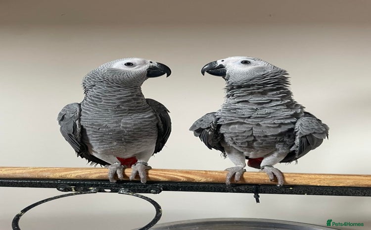 Parrots birds - Advert 3