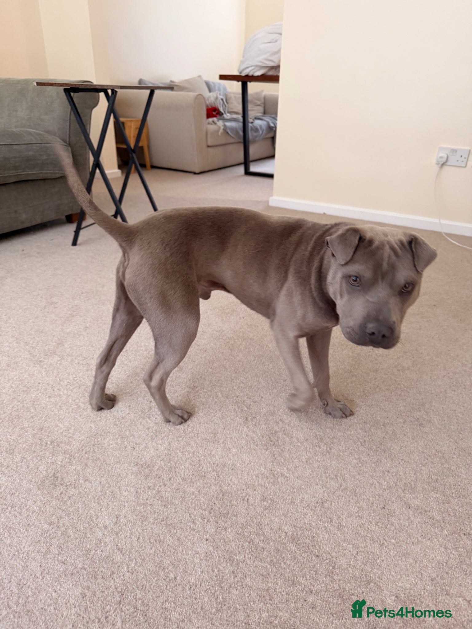 Mixed Breed dogs Staffy x Shar pei - Advert 3
