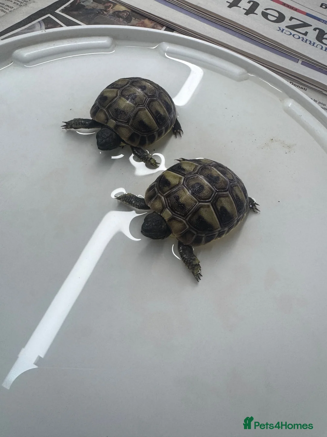 Hermann Tortoise reptiles for sale: Hermann tortoise - Advert 2