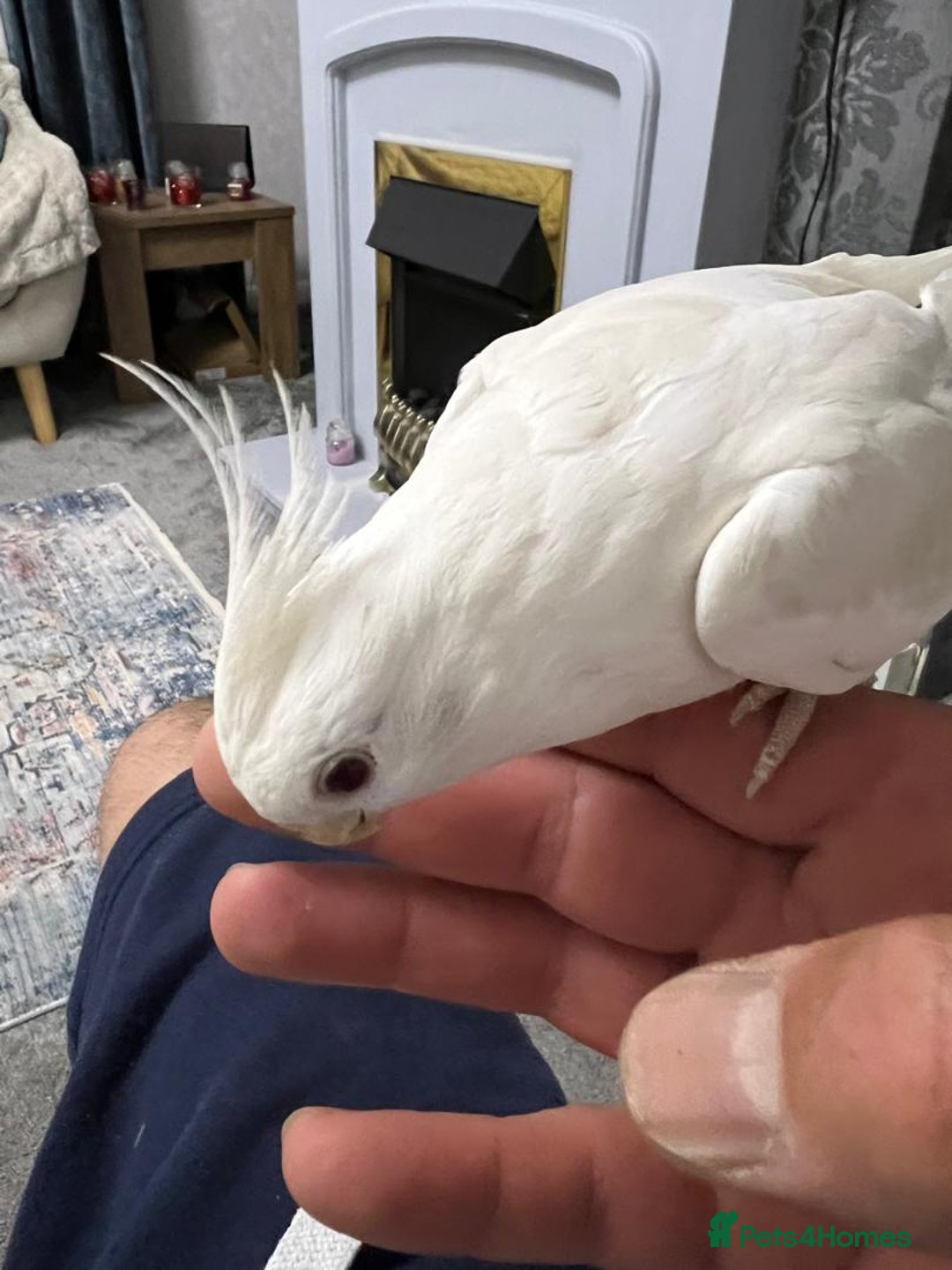 Cockatiels birds for sale: Cockatiels - Advert 4