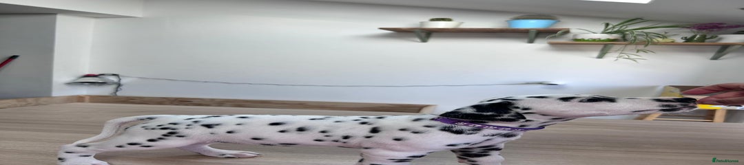 Dalmatian Puppy 5