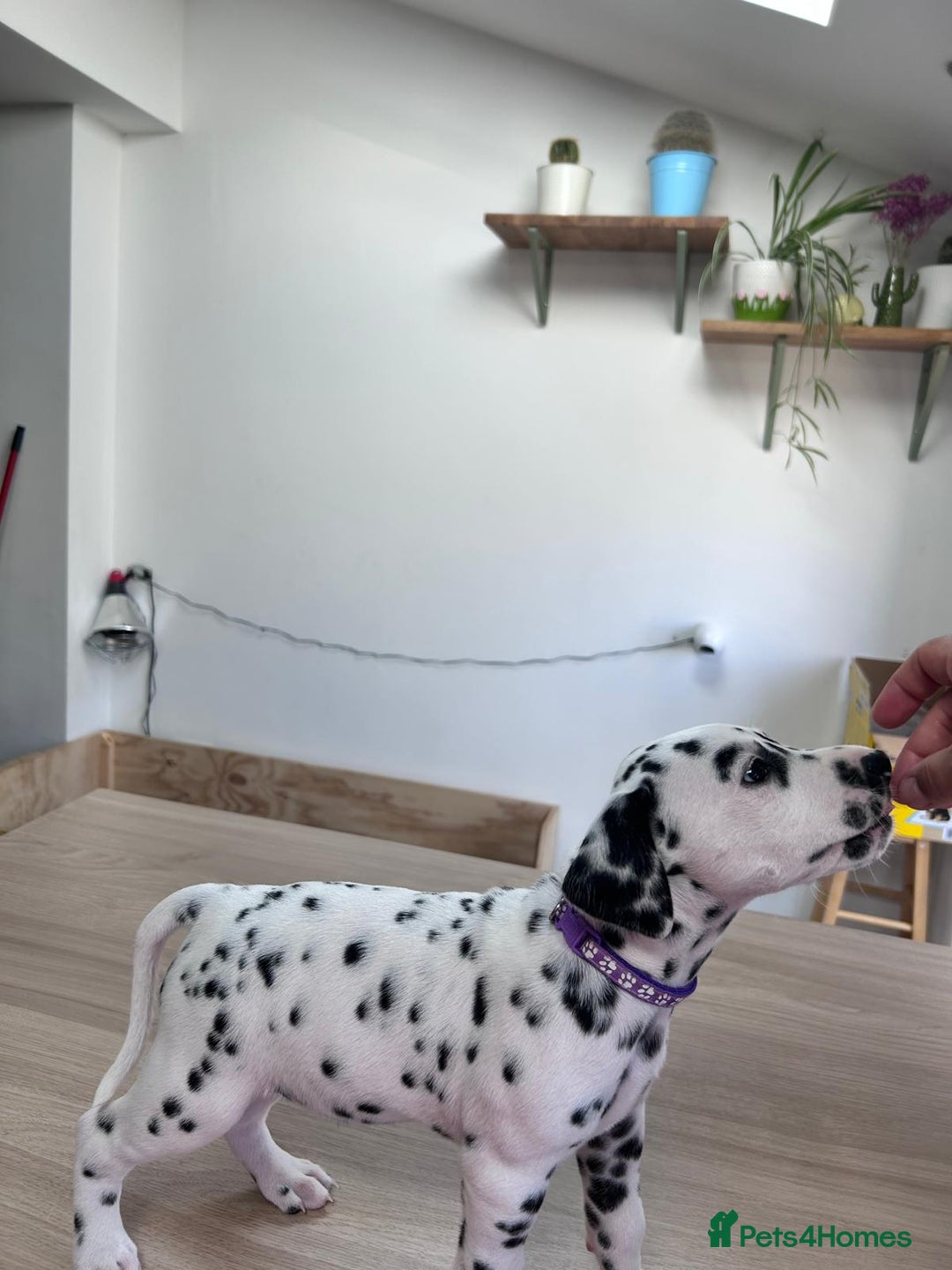 Dalmatian dogs for sale: 7 Dalmatian puppies available  - Image 5