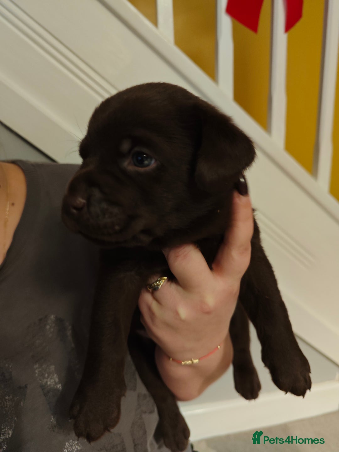 Labrador Retriever dogs for sale: Chocolate Labrador Retriever Puppies-Family Raised - Advert 13