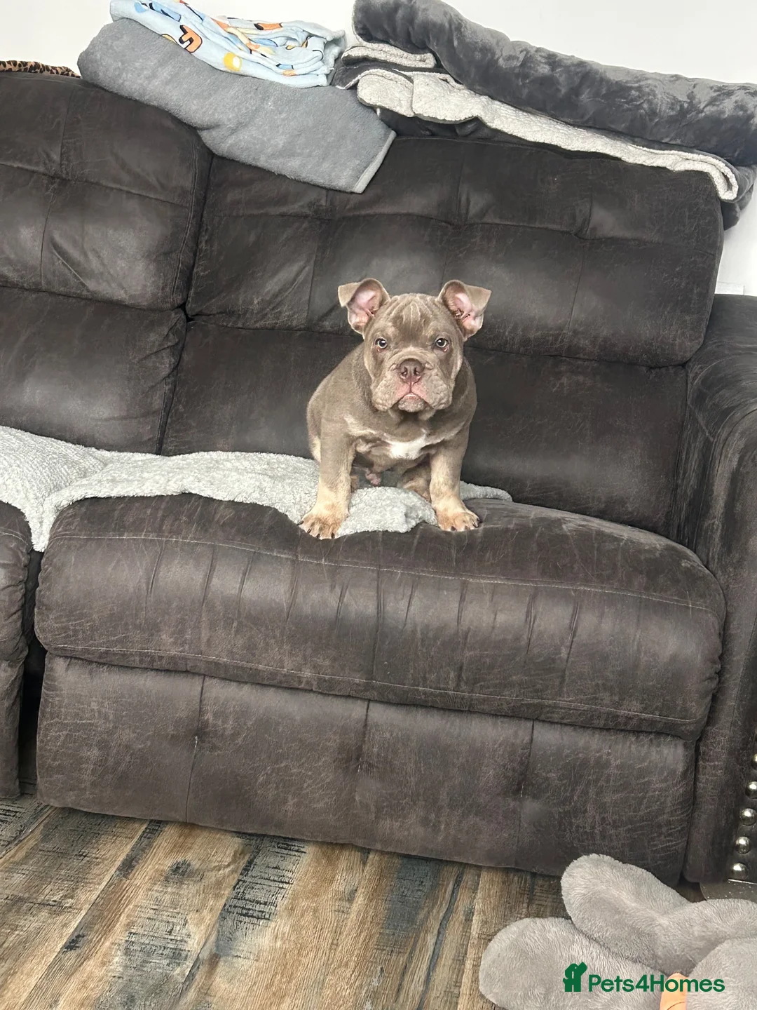 Olde English Bulldogge dogs for sale: 4 month old English bulldog  - Advert 2