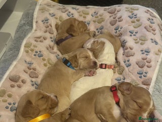 Cocker Spaniel dogs 2 x Babies Available - Advert 10