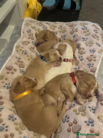 Cocker Spaniel dogs 2 x Babies Available - Advert 1