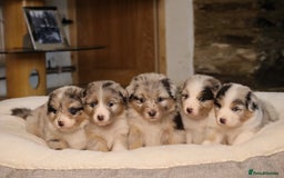 Australian Shepherd dogs for sale: Australian Shepherd Puppies  - Image 1