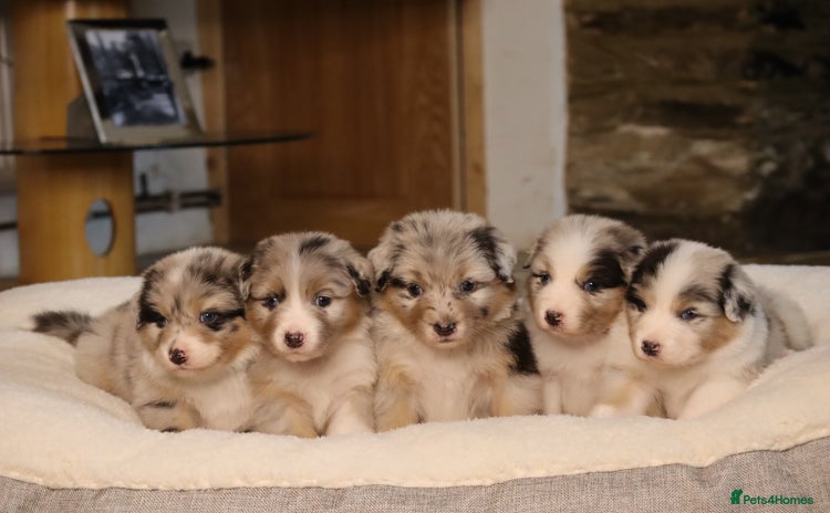 Australian Shepherd dogs - Advert 2