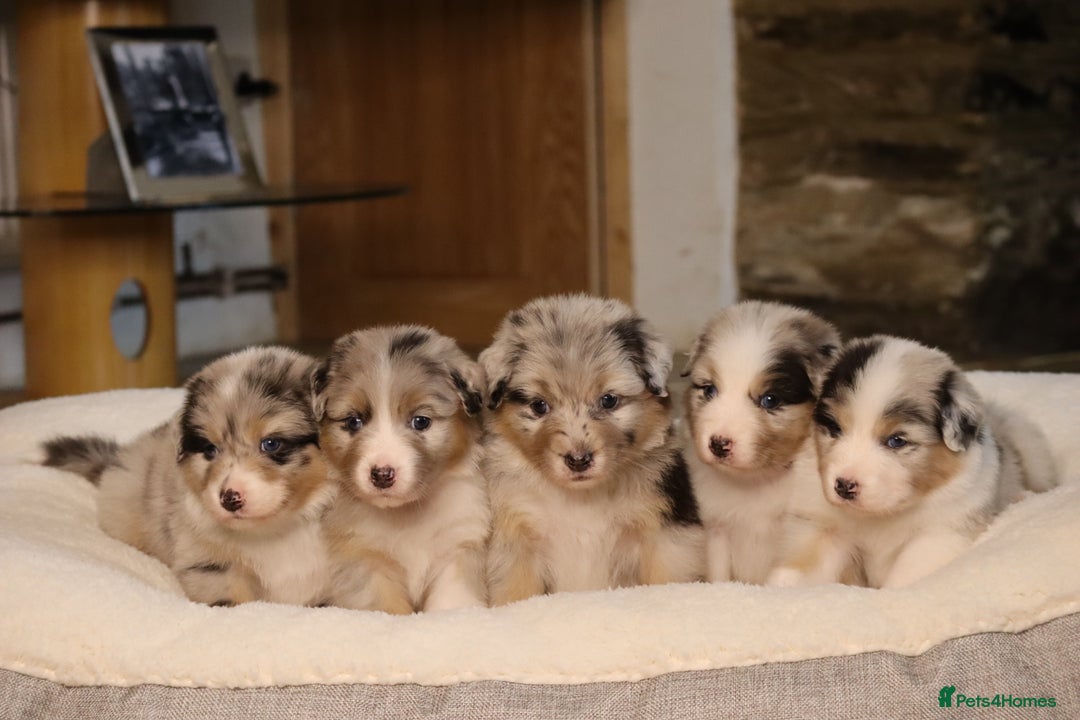 Australian Shepherd dogs for sale: Australian Shepherd Puppies  - Image 1
