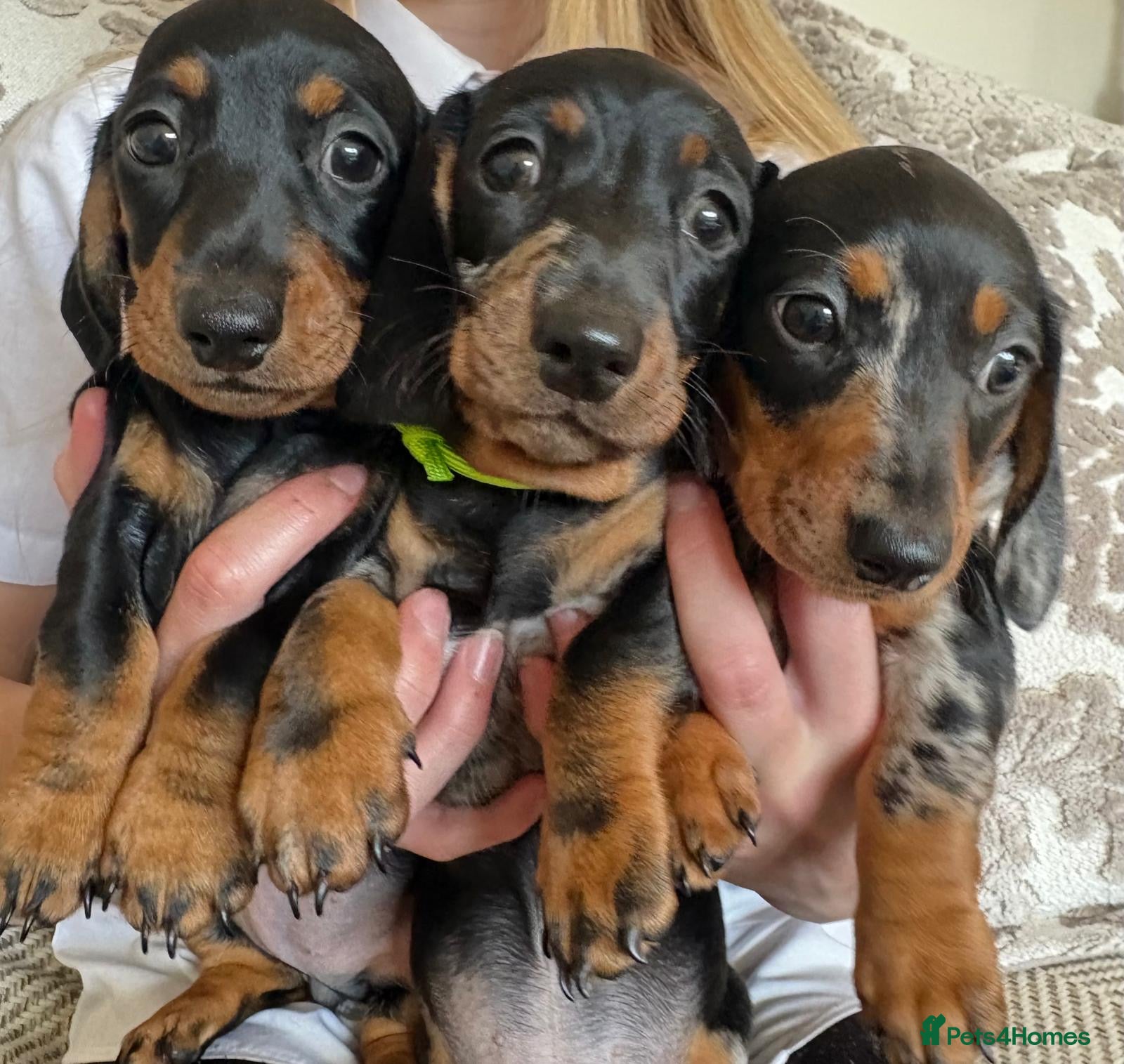 Miniature Dachshund dogs Minature Dachshund Pups - Advert 2