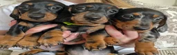 Miniature Dachshund dogs for sale: Minature Dachshund Pups - Advert 12