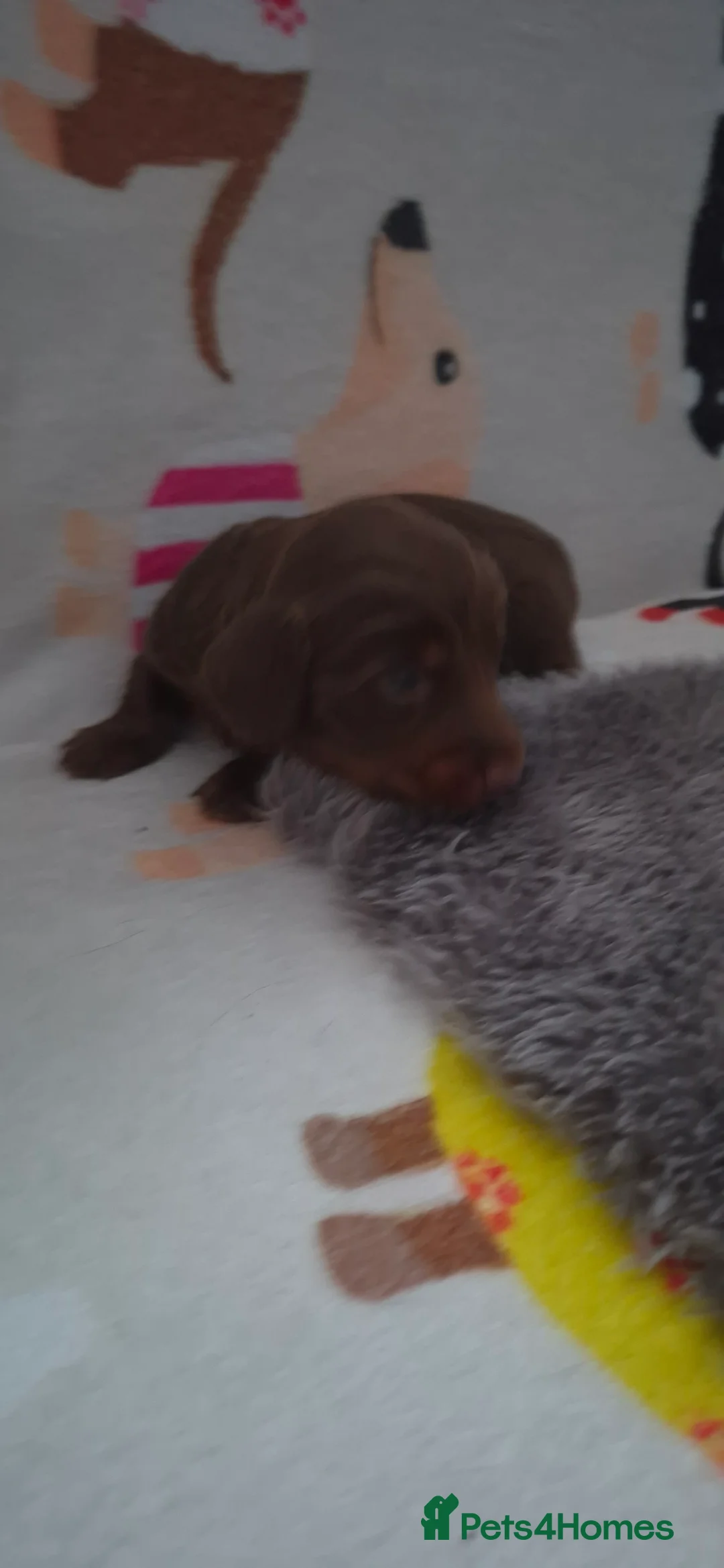 Dachshund dogs for sale: Miniature dachshunds long hair boys puppies - Advert 14