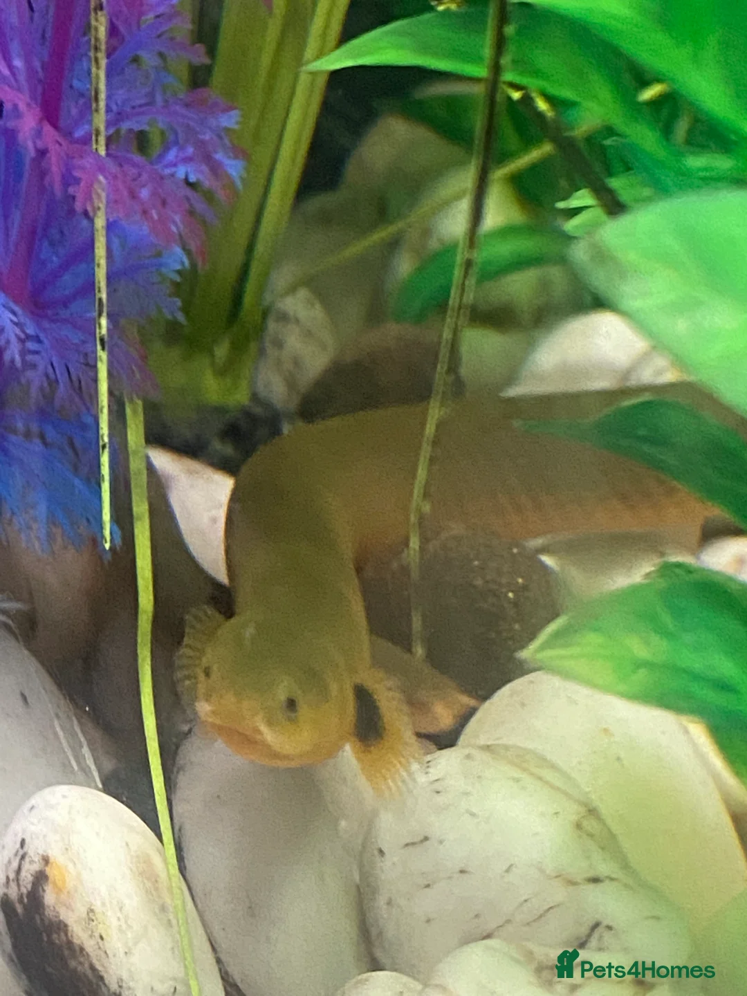 Other/Mixed Breed fish for sale: Rope Fish / African Reedfish – Pair - Advert 3