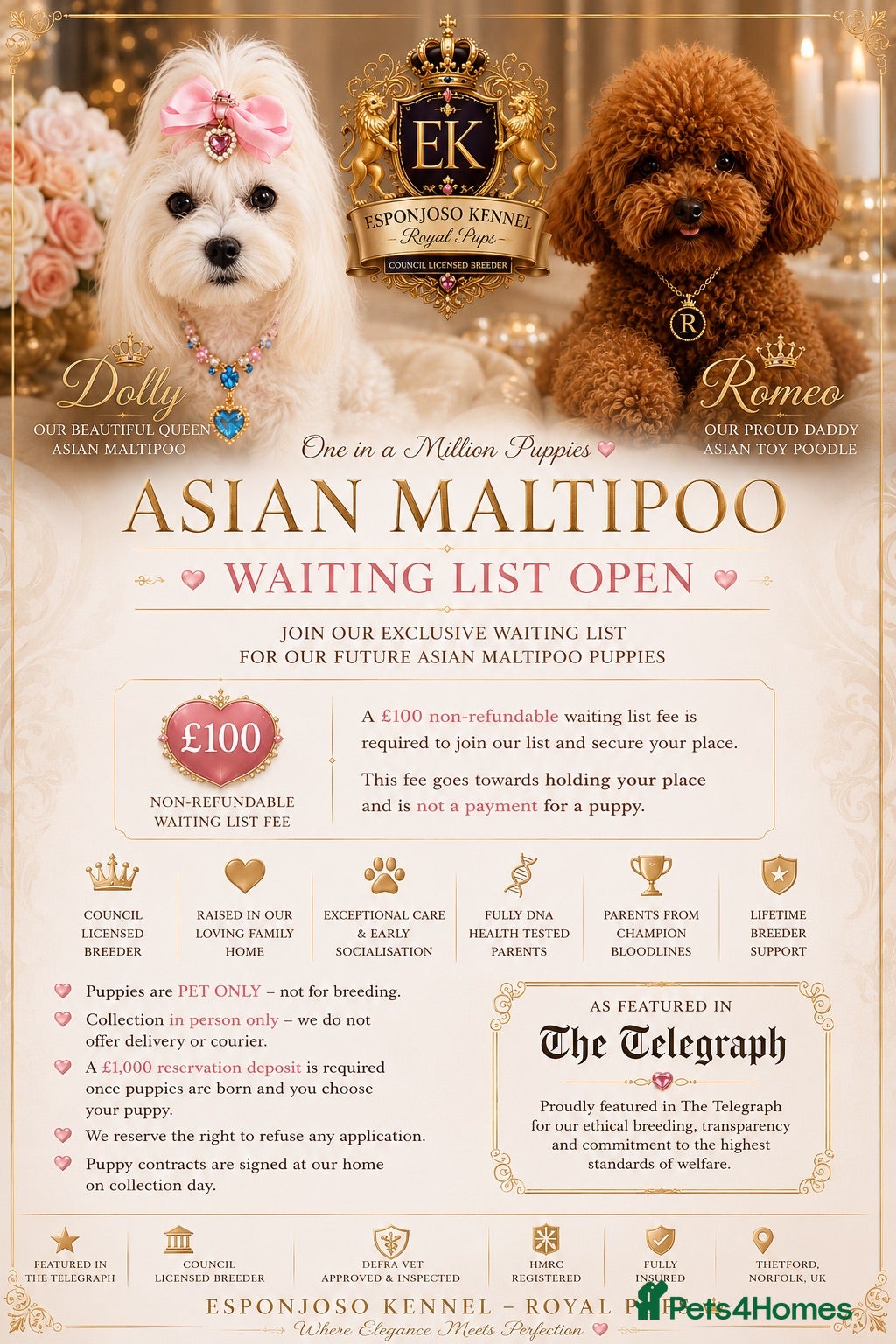 Maltipoo dogs 👑 ESPONJOSO Asian Maltipoo 4⭐ Council Licensed 👑 - Advert 1