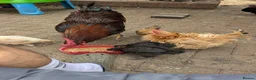 Chickens poultry for sale: Chicken and rooster ⭐ in Chigwell - Advert 3