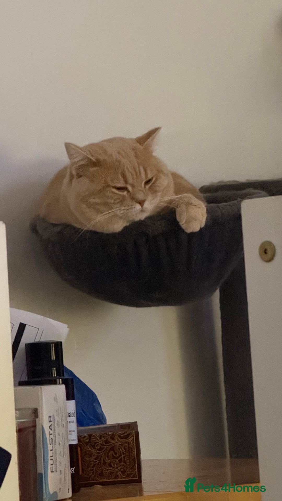 British Shorthair cats for sale: Luna & Leo  - Advert 12