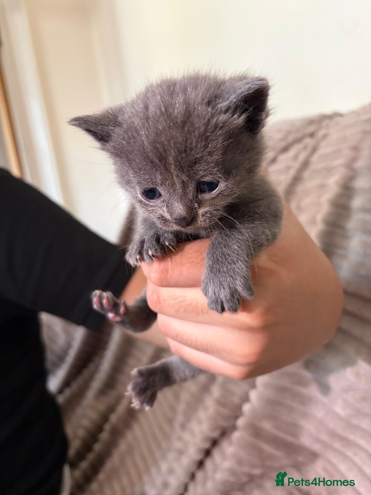 Maine Coon cats Mainecoon cross kittens looking for a forever home - Advert 7