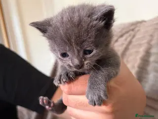 Maine Coon cats Mainecoon cross kittens looking for a forever home - Advert 6