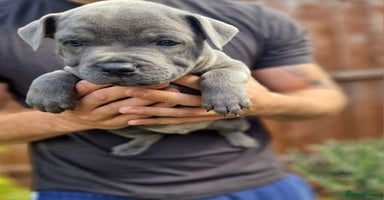 Staffordshire Bull Terrier dogs - Advert 2