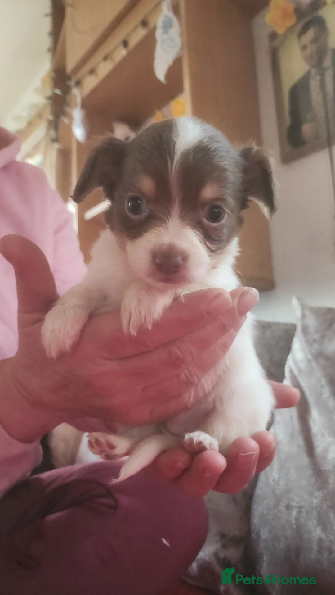 Mixed Breed dogs for sale: Looking for new laps  - Advert 7