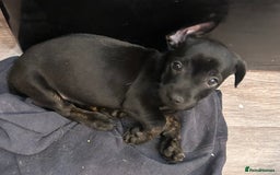Mixed Breed dogs for sale: Daxiecross Frenchy  - Image 3