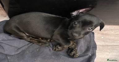 Mixed Breed dogs - Advert 1
