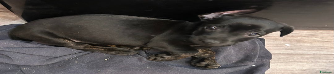 Mixed Breed Puppy 3