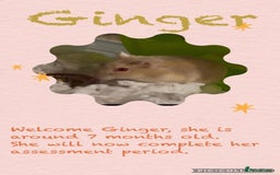 Hamster rodents for sale: Hamsters  - Image 9