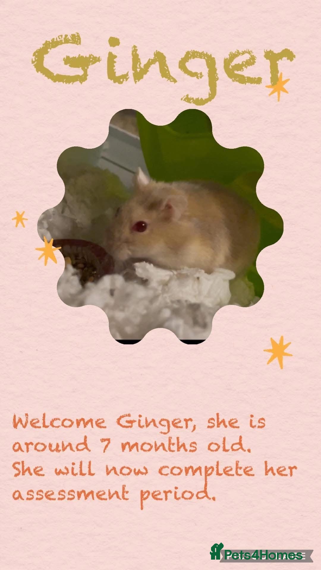 Hamster rodents for sale: Hamsters  - Image 9