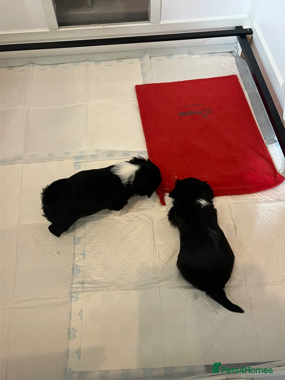 Lhasa Apso dogs for sale: Lhasa apso pups  - Advert 2