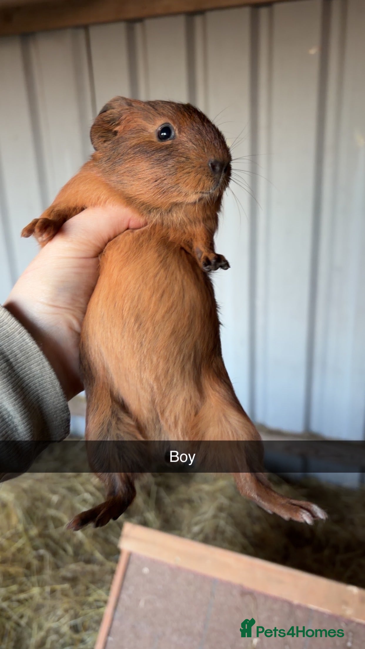 Guinea Pig rodents Male and female guinea pigs  - Advert 13