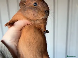 Guinea Pig rodents Male and female guinea pigs - Advert 13