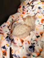 Bengal cats PURE BRED SNOW LYNX kittens 🐱 - Advert 2