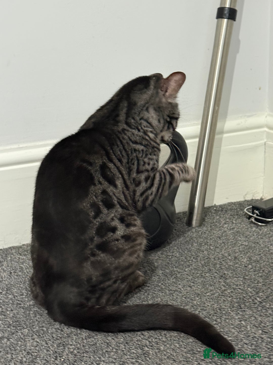 Bengal cats for sale: Bengal female Nuka  - Advert 4