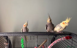 Cockatiels birds for sale: 3 cockatiels for sale - Image 2
