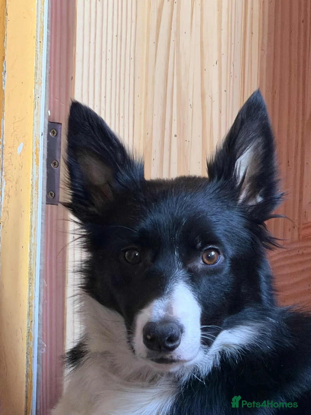 Border Collie dogs for sale: Mollie - Advert 4